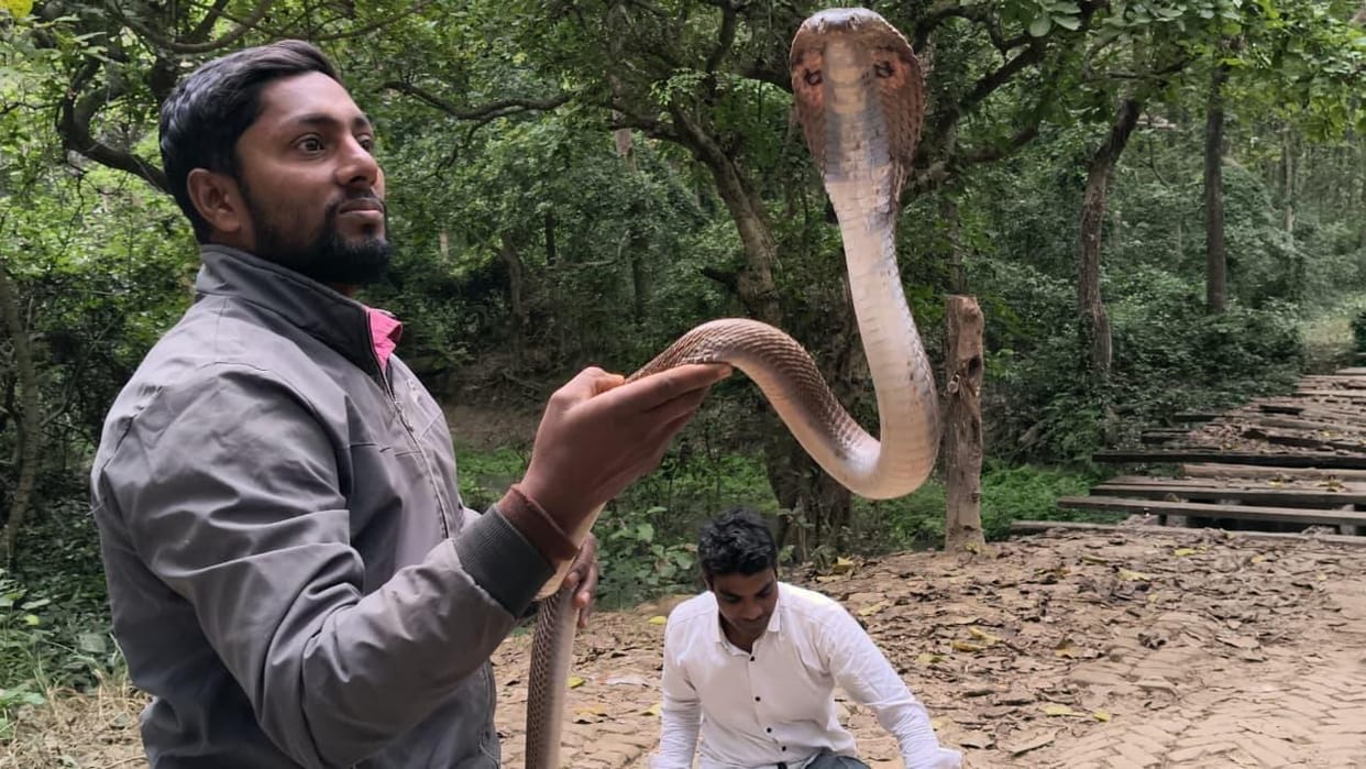 Wildlife rescue team released eight snakes into the forest