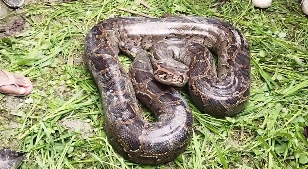Muzaffarpur Bihar news : huge pithon snake found in field today forest department resque it