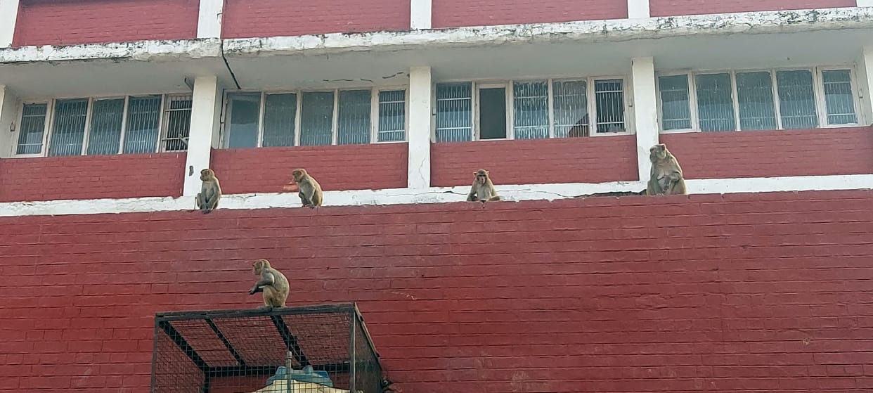 Monkeys are causing havoc at the civil hospital, troubling patients and staff.