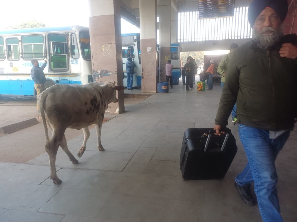 The process of removing stray cattle and stray dogs from the bus stand was limited to mere correspondence.