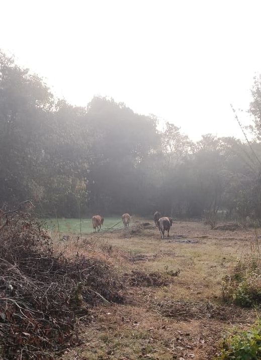 The growing menace of stray bulls has created panic among villagers.