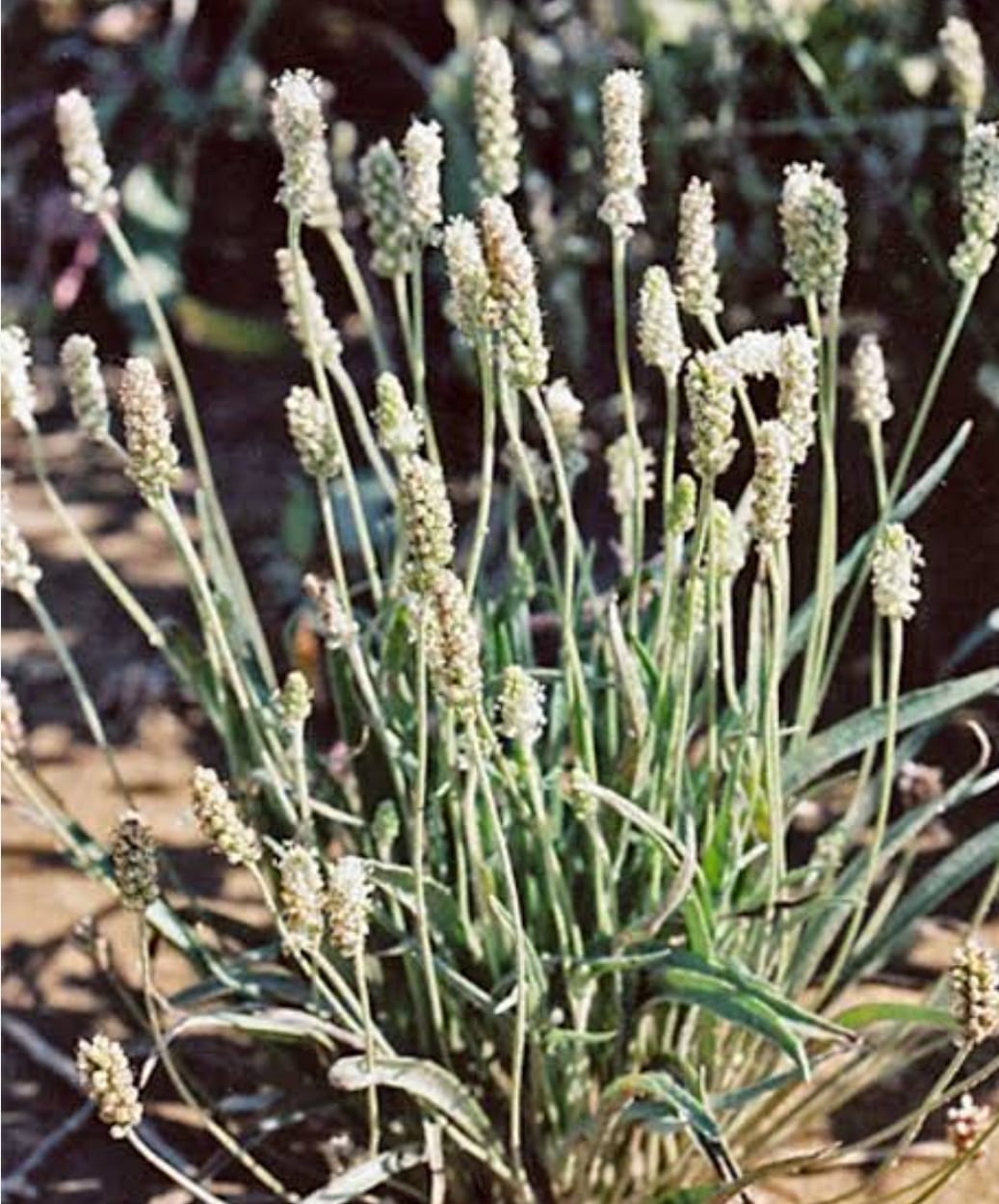 Trees of Brij: Psyllium plant useful in constipation and gas