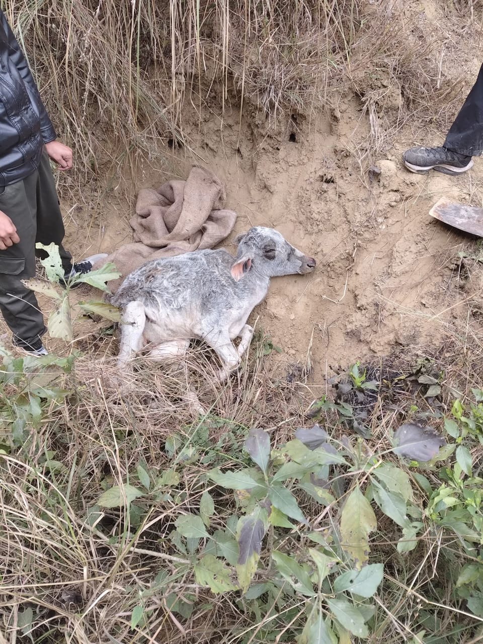 Cattle stranded in the Chambal forest were rescued and taken to a cowshed.