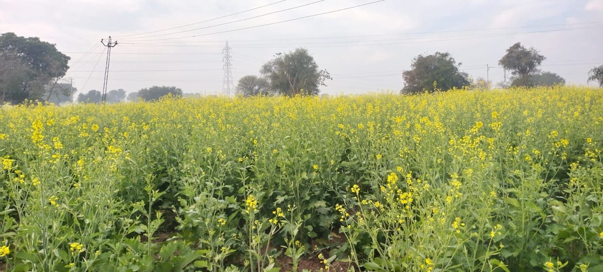 The light rain will benefit the crops, and the cold weather will intensify.