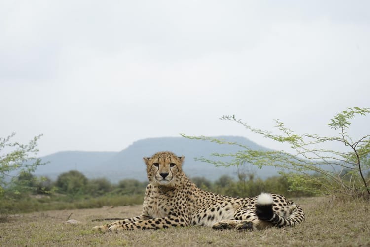 Sheopur News: कूनो में चीता प्रोजेक्ट को नई उड़ान, 2026 बनेगा भारतीय चीतों की नई पीढ़ी का ऐतिहासिक वर्ष