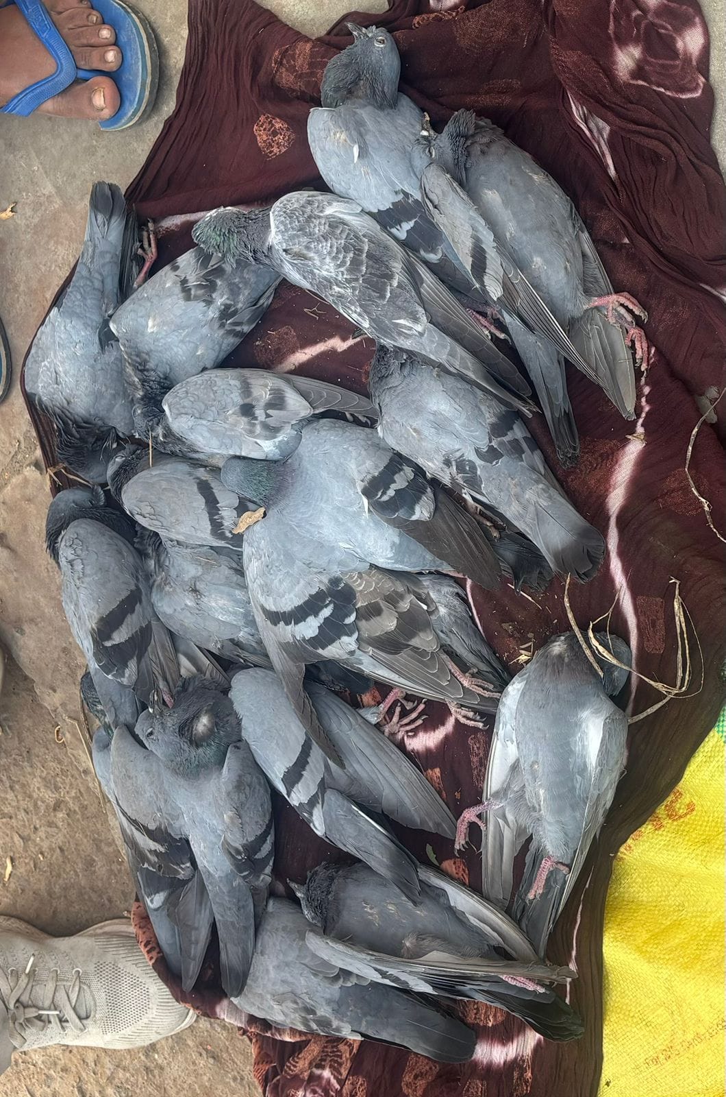 agra news pigion poison