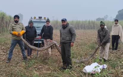 The python was caught and released into the forest