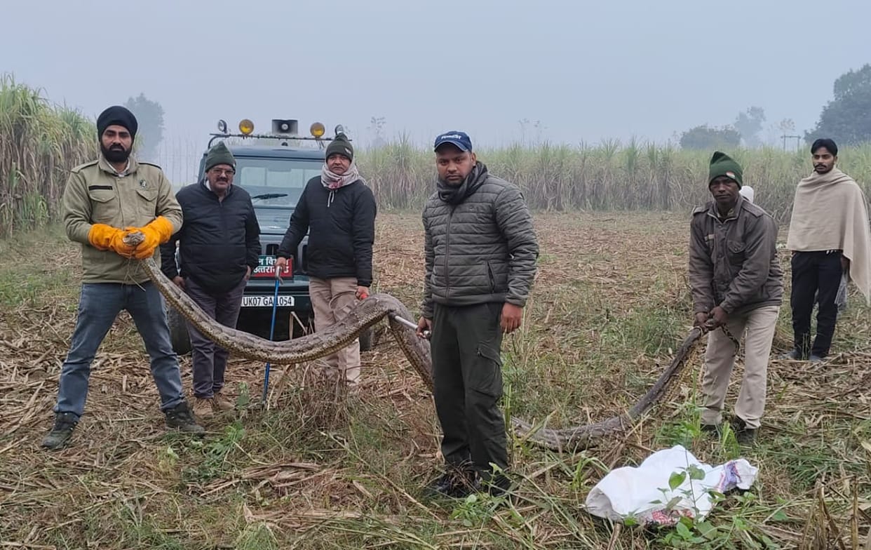 The python was caught and released into the forest