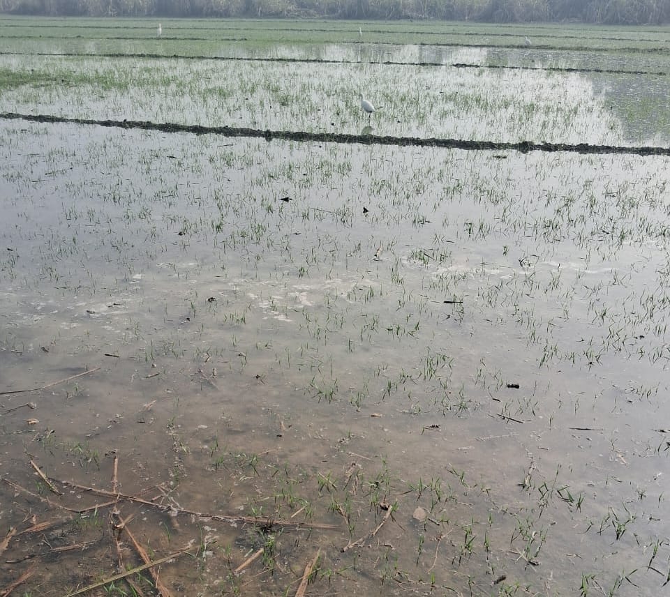 100 bigha crop ruined due to minor cutting