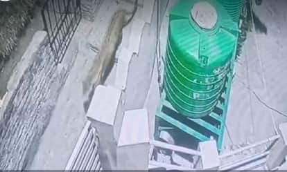 Panic due to the activity of two leopards in Malla Kholta