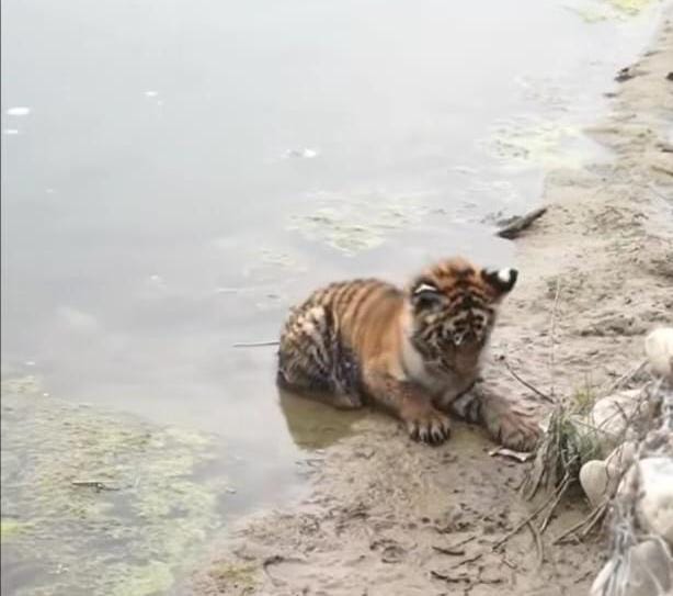 Tiger cub dies after being swept away in the Jagbudha river