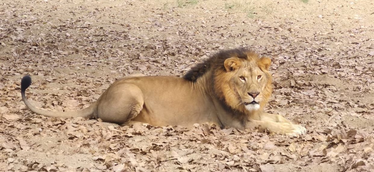 Singham and Shera, born from the womb of lioness Geeta, turn two years old; they can be seen in the mini zoo from today.