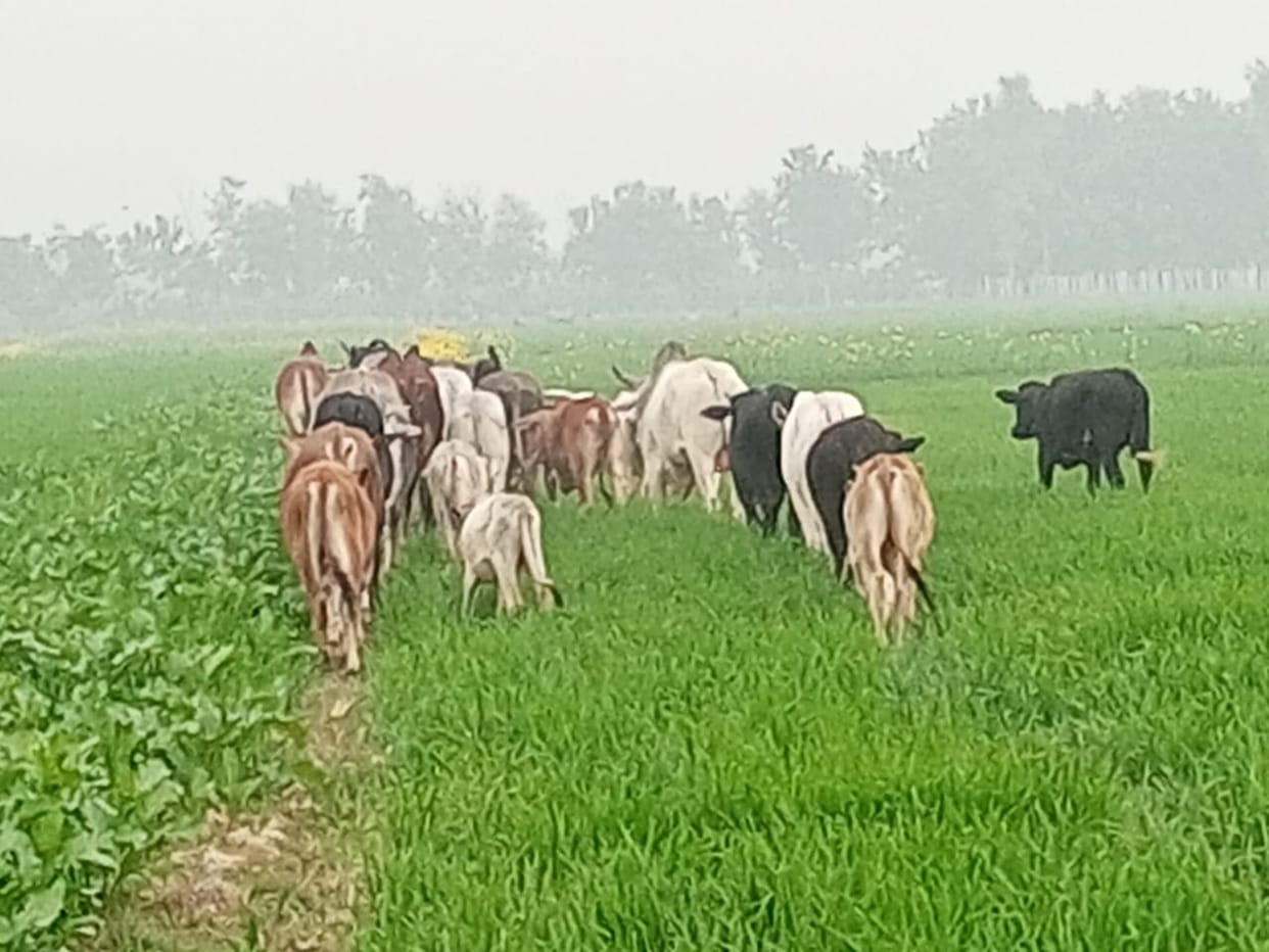 Farmers are troubled by stray animals and are pleading for them to be caught.