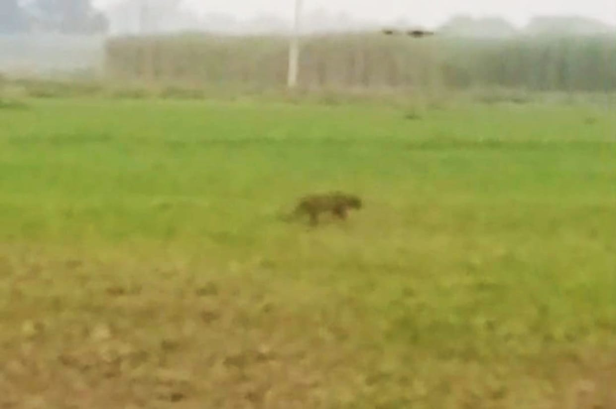 A leopard was spotted in the field next to the playground, causing children to flee in panic