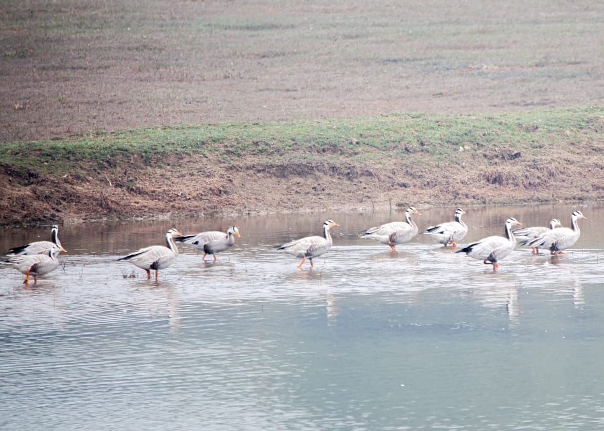 Looking for the dream of Ramsar site in Nakowali Lake of Chandpur