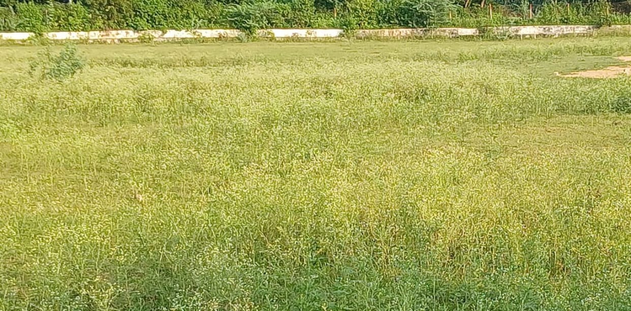 The threat of frost looms over the crops, leaving farmers worried.