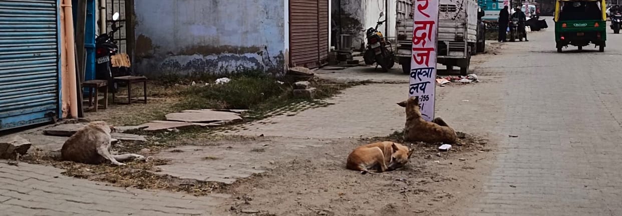 Feeding places will be set up in every ward for stray dogs, and a large shelter home will also be prepared.