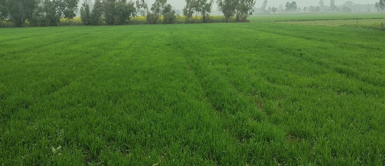 Drizzle revives crops, farmers' faces brighten at the change in weather