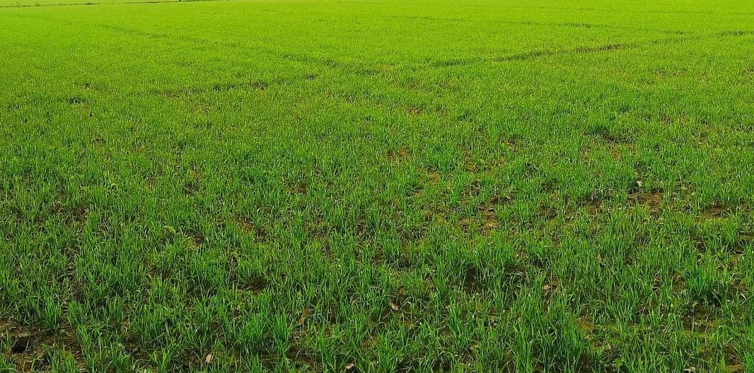 If you want to get good yield of wheat then keep weeds away.