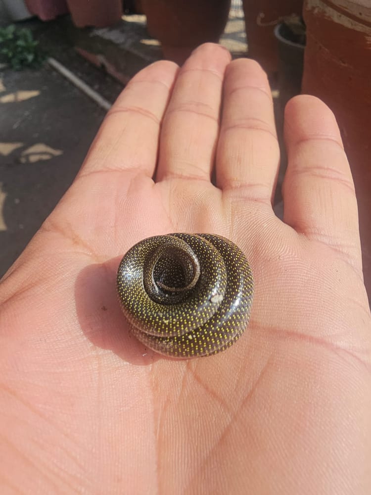 Dehradun: पछवादून में पहली बार रेस्क्यू हुआ भारत का सबसे खूबसूरत सांप, सर्पमित्र ने घर से पकड़ा, वीडियो