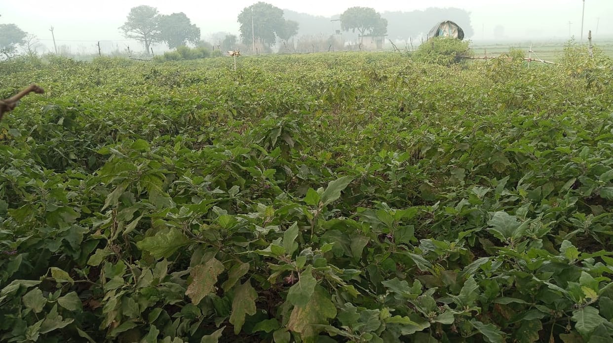 Cold and frost caused heavy damage to potato, mustard and vegetable crops