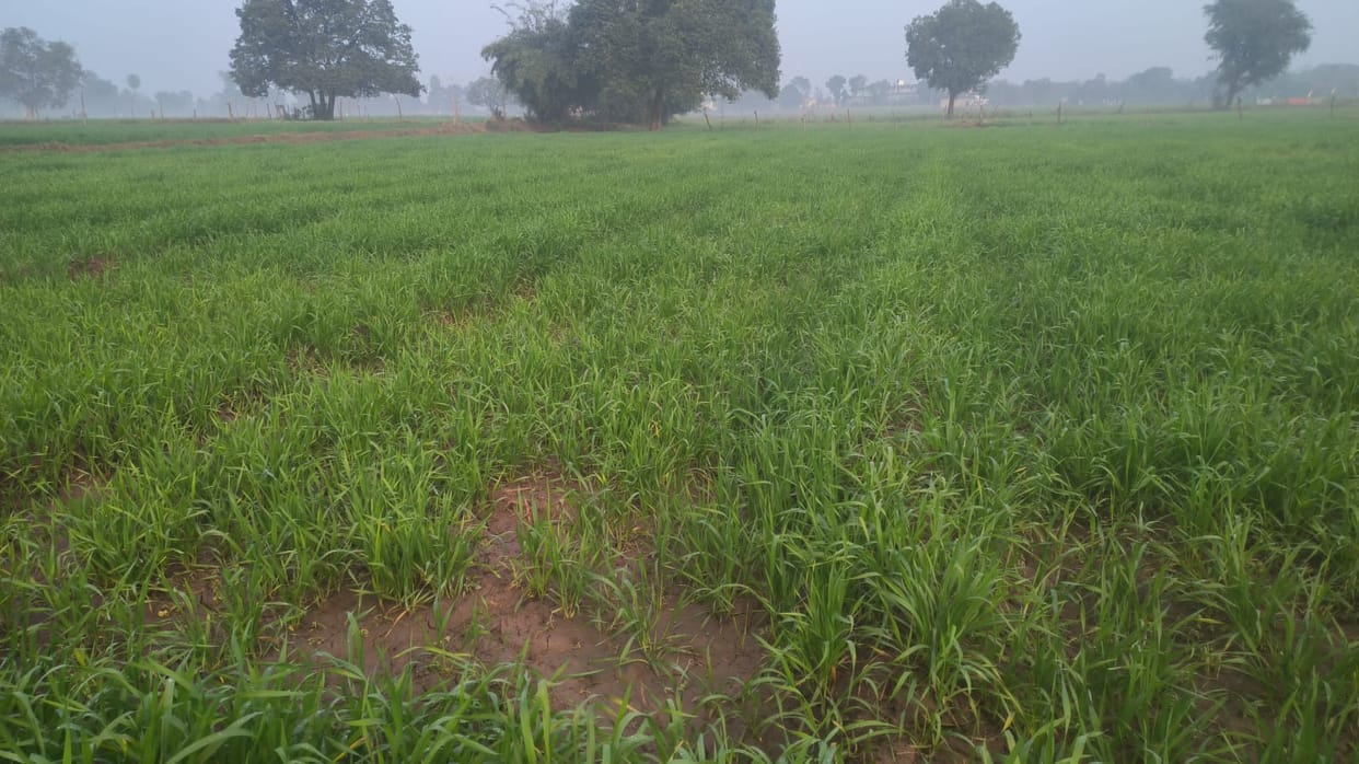Light rain in BBN brings life to crops