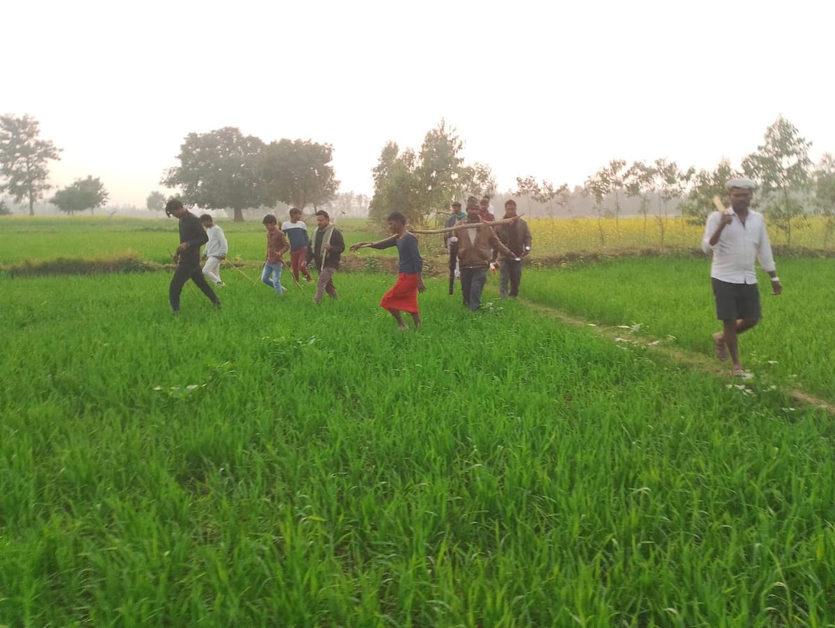 UP: भैंस चराने गए किसान को बाघ ने मार डाला, दो की हालत नाजुक, घर से 700 मीटर दूर मिली लाश; दहशत में ग्रामीण