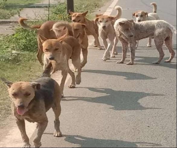 Dogs attacked and injured six people.