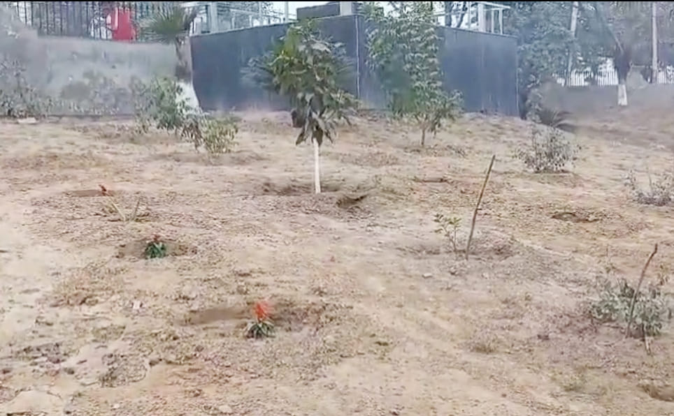 Due to the absence of a watchman in the town park, mischievous elements are damaging the plants
