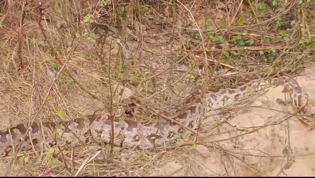 Five pythons camp in Saraitha, panic
