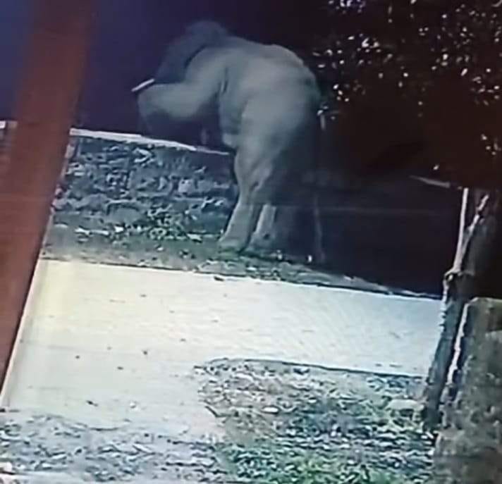 Elephant coming into populated area by jumping over the wall