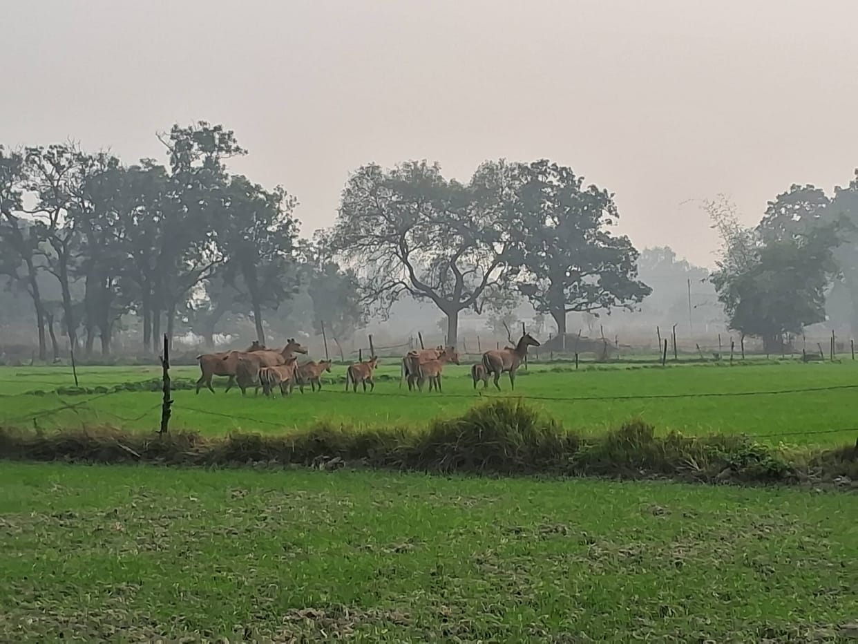 In Anapur, farmers are worried due to increasing nuisance caused by Nilgai
