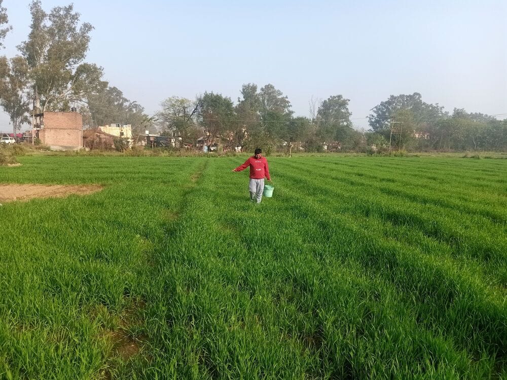 Due to rain, farmers are busy spraying fertilizer in the fields.