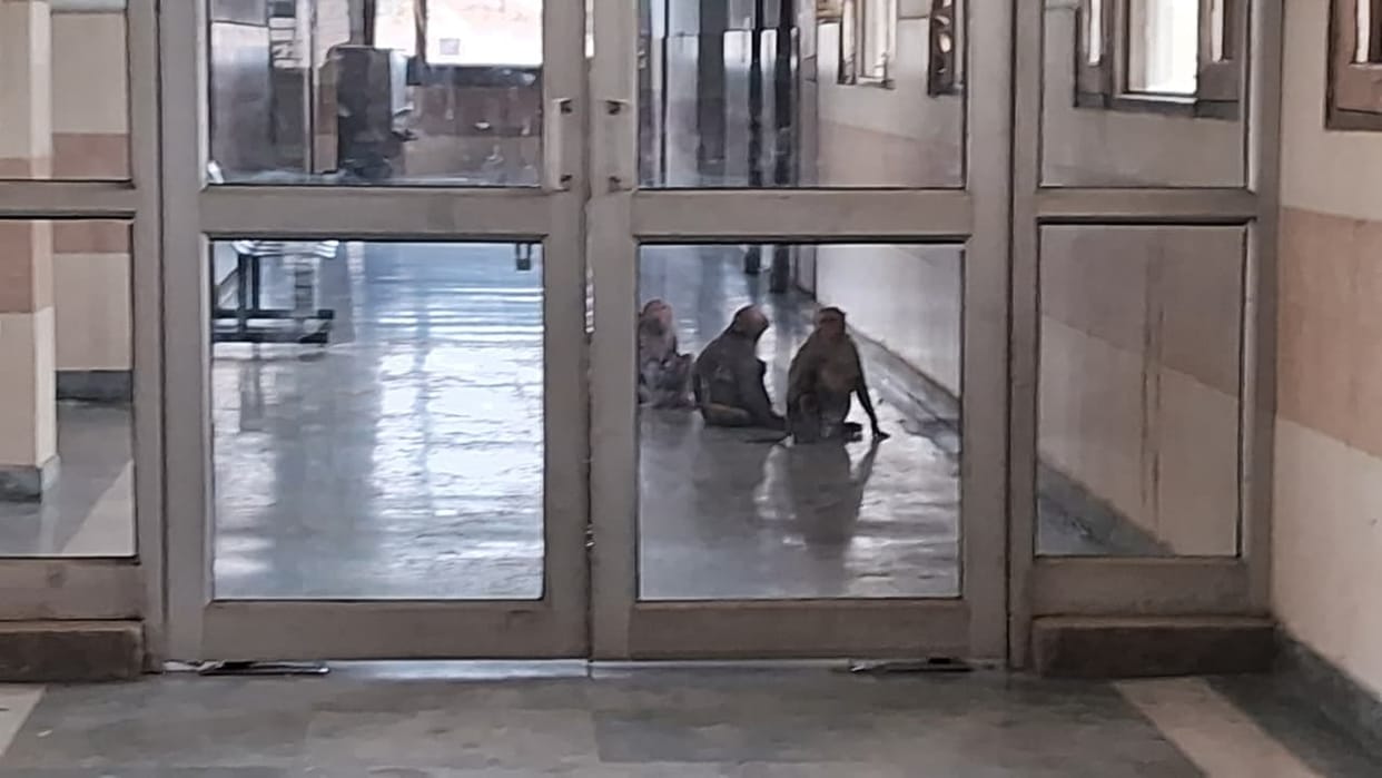 Monkeys are wreaking havoc in Kharkhoda, and the campaign to catch them has been reduced to mere "paperwork."