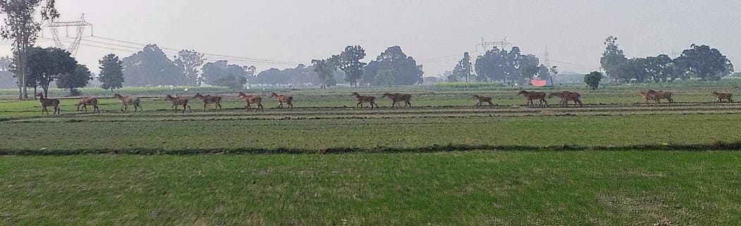 Herds of Nilgais destroy crops, farmers keep vigil all night