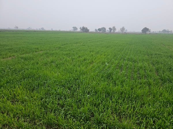 Farmers are happy with the rain; they had already stopped irrigation work.