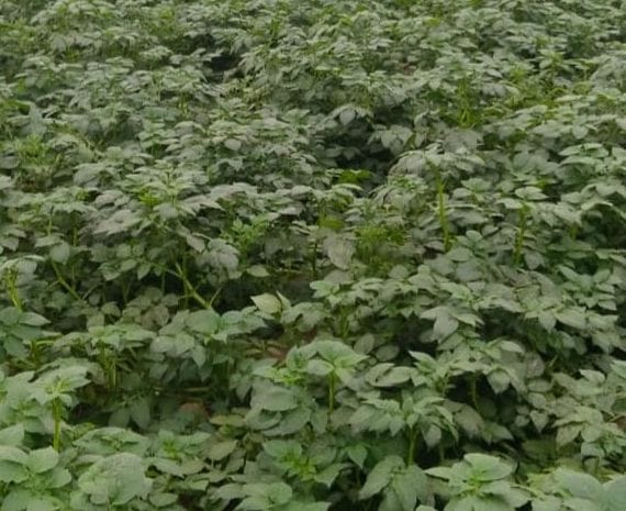Farmers are worried about the possibility of frost due to the continuous severe cold.