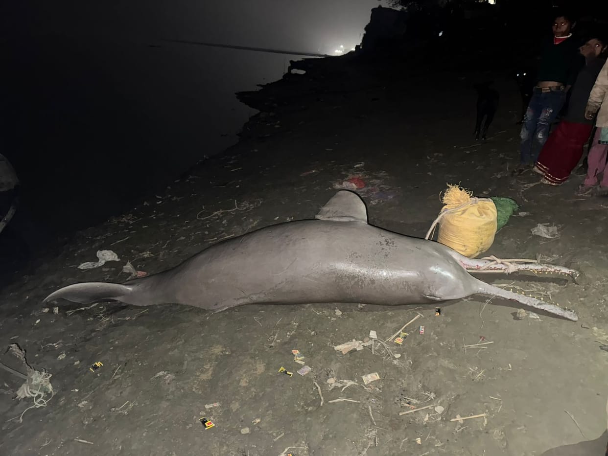 A 10-foot-long fish was found in the Ganges; the Forest Department claimed it was a dolphin, but the Pollution Control Department denied it.