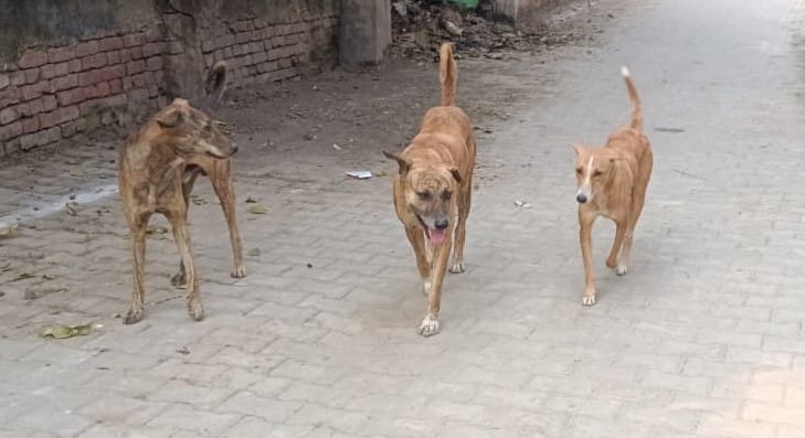 Dogs attacked woman in Lucknow biting her in several places and tearing her leg panic gripped area