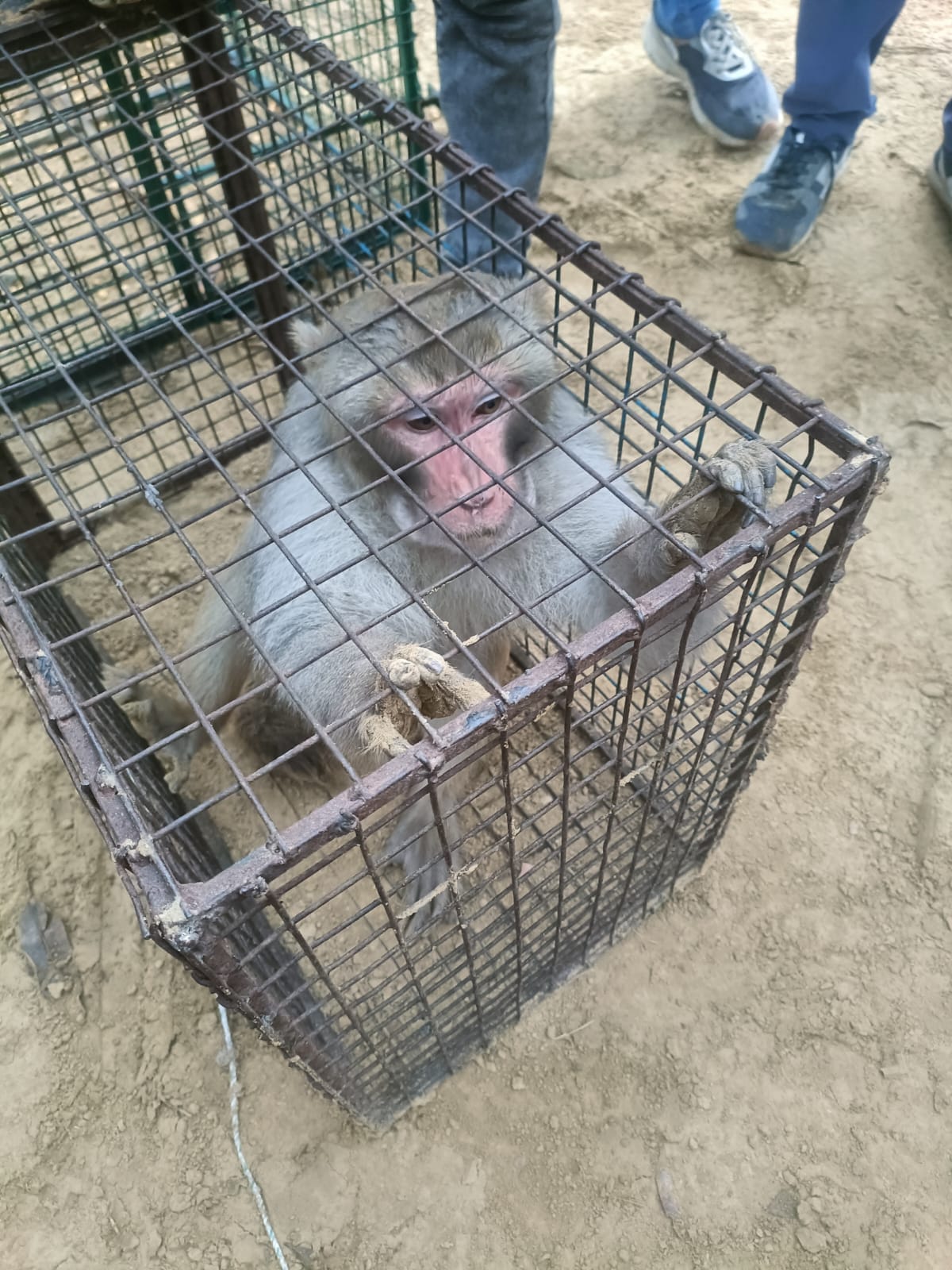 Monkey that injured people sent to hospital