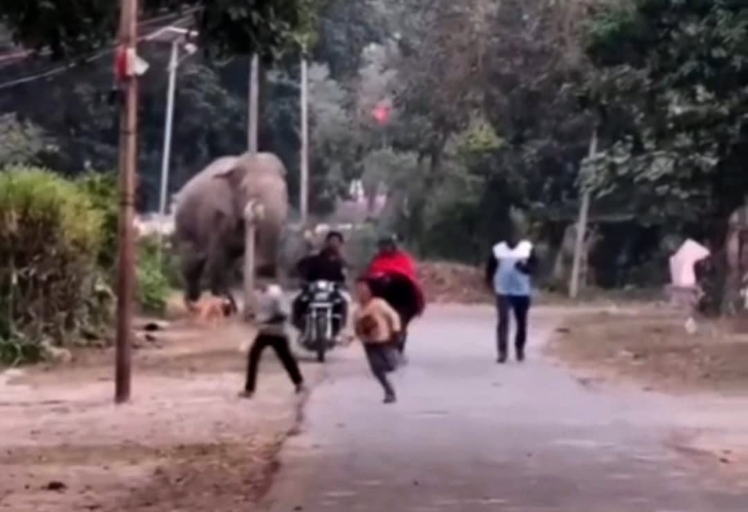 Makhana elephant chased women and children