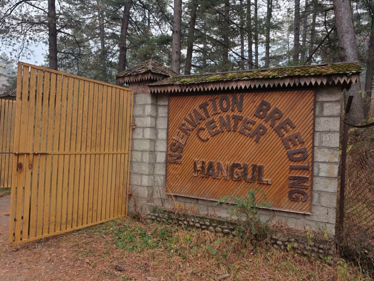 Srinagar, Breeding Centre, Hangul Deer, Tral