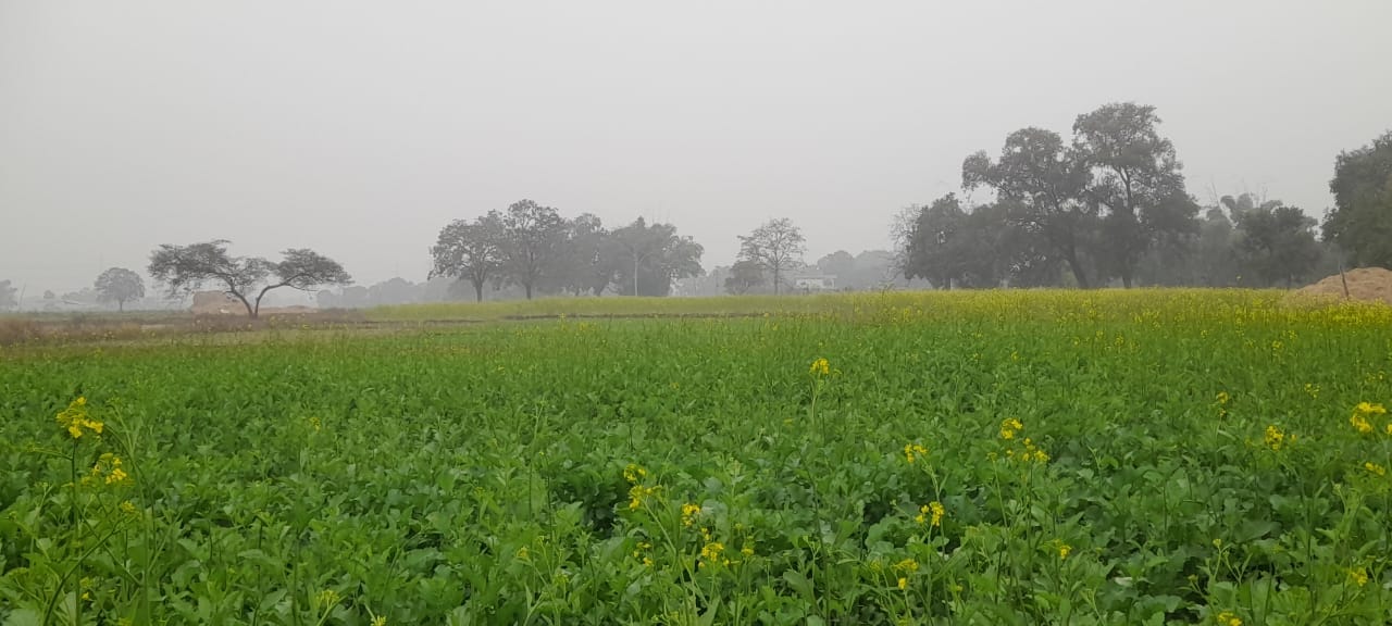 बादल, धुंध के बीच खेतों में लहलहाती फसल।