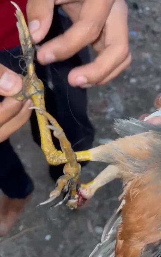Bird badly injured after getting entangled in Chinese thread