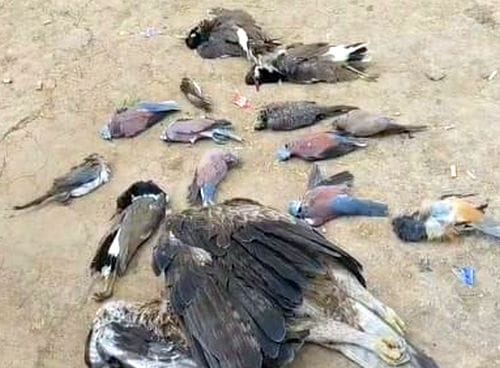 Hundreds of birds found dead, allegations of poisoning
