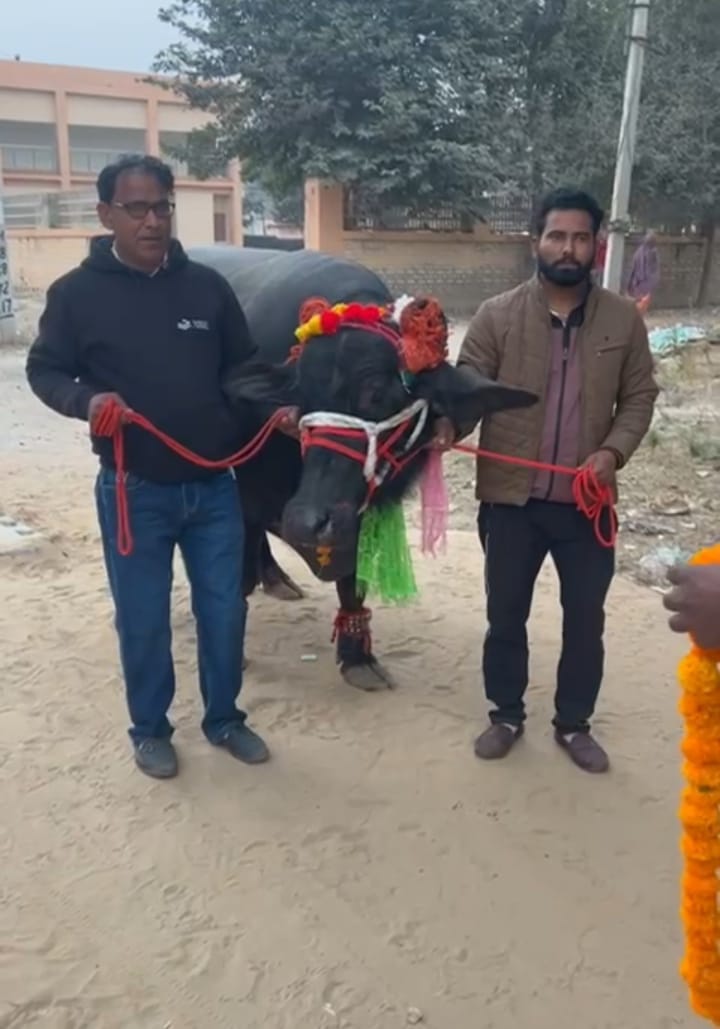 A Murrah breed buffalo worth 11 lakh rupees has become the center of attraction, giving 27 kg of milk daily.