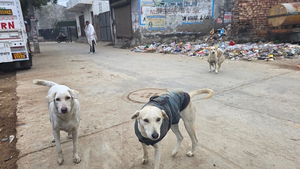 Only one dog license issued in a year; questions also raised about the meat licensing system.