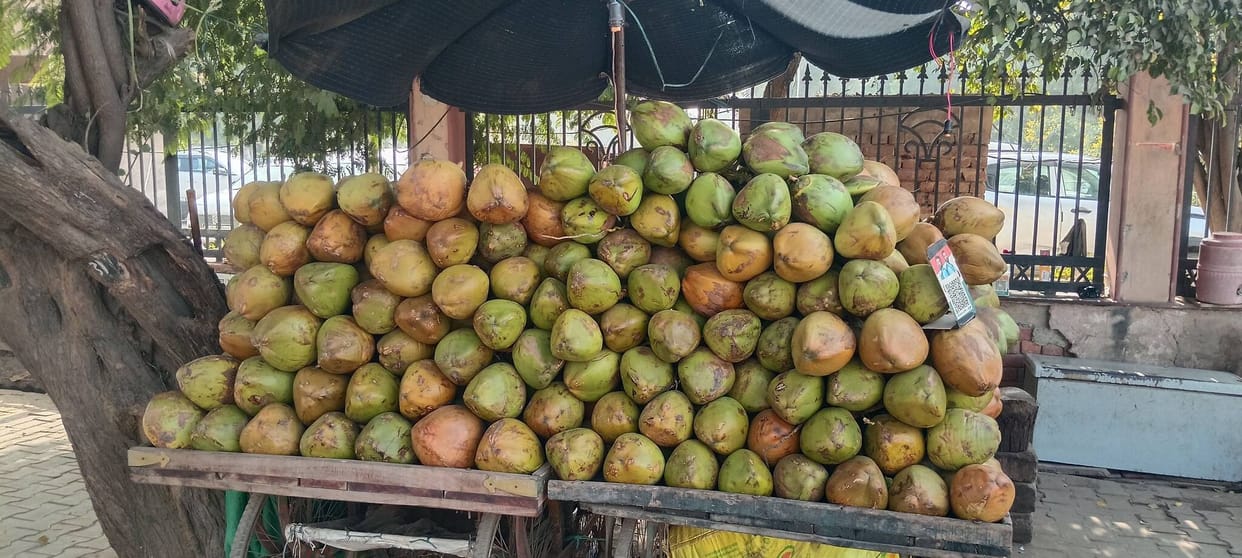 The coconut water business is thriving in the cold weather.