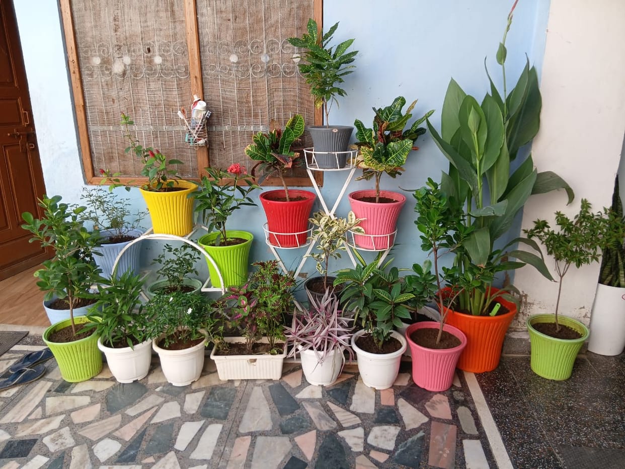 Seeing the importance of oxygen in Corona, a garden was planted, the house and courtyard became fragrant.