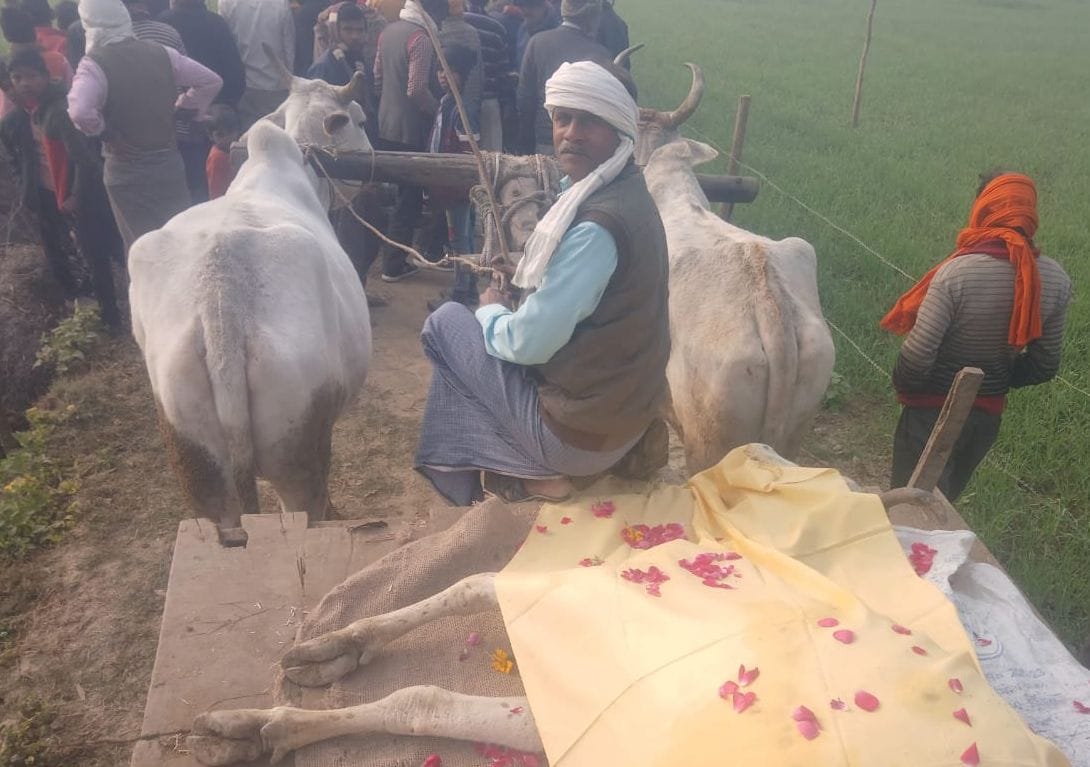 A funeral procession was held for the cow with drums playing.